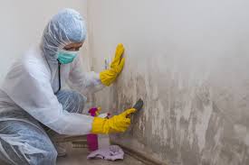 Why You Should Choose Our Mold Remediation Services in Taft Southwest, TX